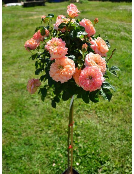 samaritan róże pienne