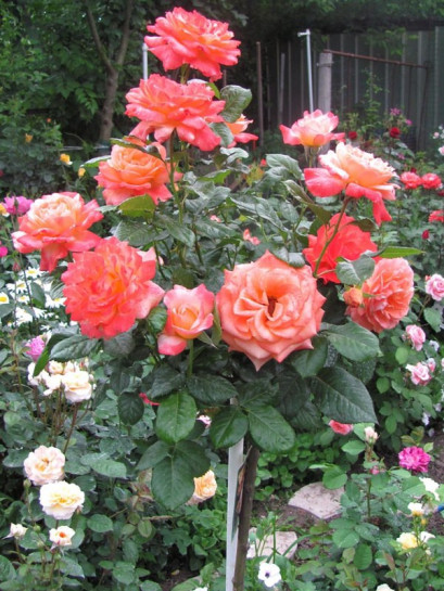 Samaritan pienne róże