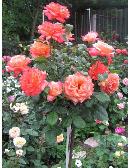 Samaritan pienne róże