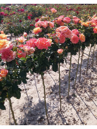 róże pienne Samaritan