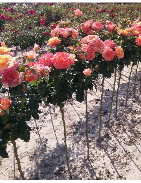 róże pienne Samaritan