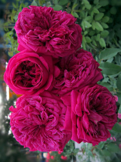 William Shakespeare róże pienne