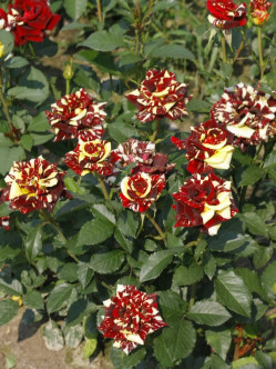 Ewenement wielobarwn róże pienne