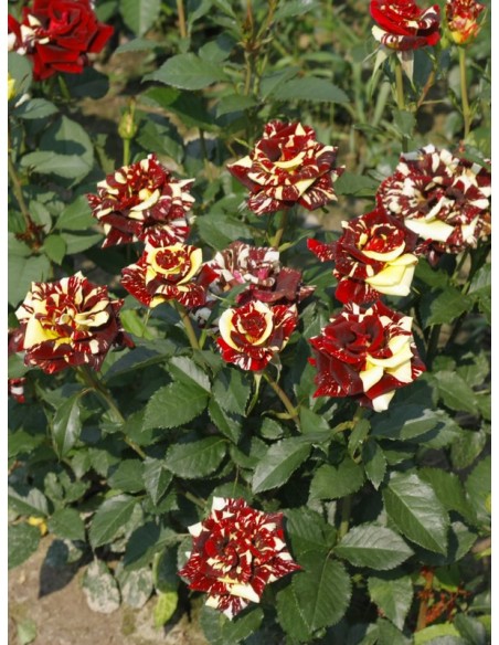 Ewenement wielobarwn róże pienne