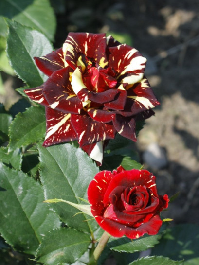 pienne róże wielobarwne Ewenement