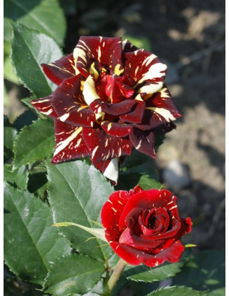 pienne róże wielobarwne Ewenement