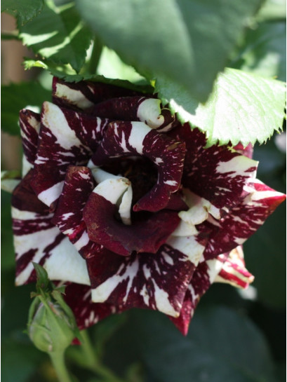 róże pienne wielobarwne Ewenement