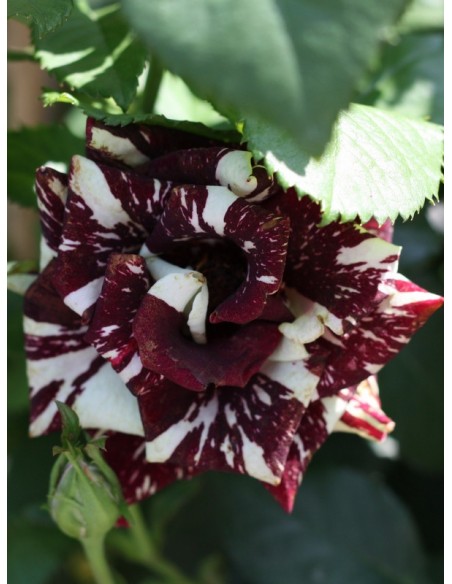 róże pienne wielobarwne Ewenement