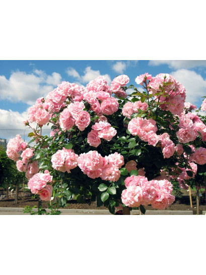 róża pienna Bonica 82