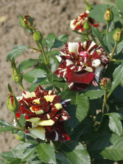 Ewenement róże pienne wielobarwne