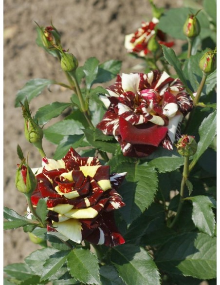 Ewenement róże pienne wielobarwne