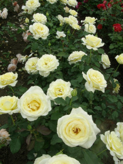 ELINA róża wielkokwiatowa 2