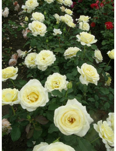 Elina róże wielkokwiatowe