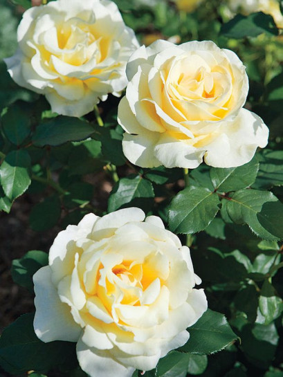 Elina żólte róże wielkokwiatowe