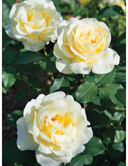 Elina żólte róże wielkokwiatowe