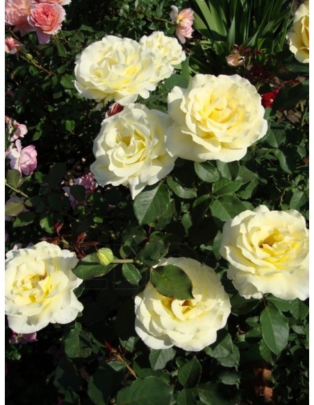 Elina róże wielkokwiatowe żółte