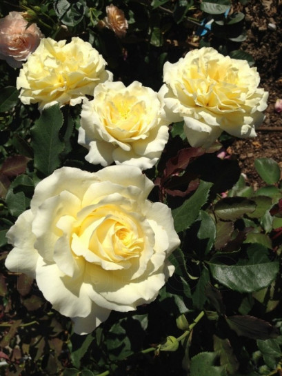 żółte róże wielkokwiatowe Elina