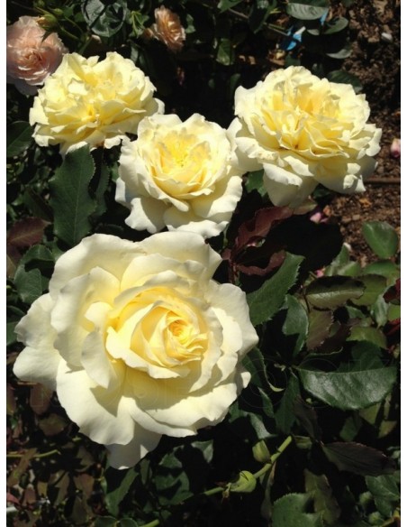 żółte róże wielkokwiatowe Elina