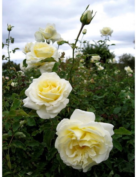 Elina wielkokwiatowe róże żółte