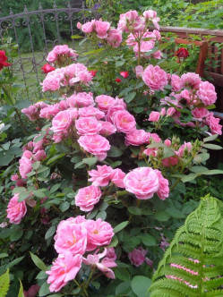 Prairie Joy róże kanadyjskie