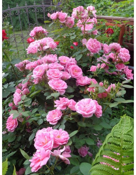 Prairie Joy róże kanadyjskie