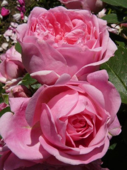 Prairie Joy róże kanadyjskie 2