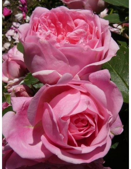 róże kanadyjskie Prairie Joy