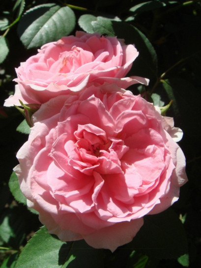 Prairie Joy kanadyjskie róże