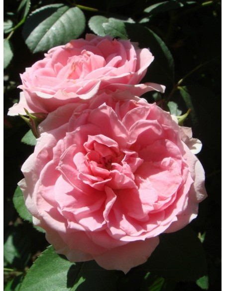 Prairie Joy kanadyjskie róże