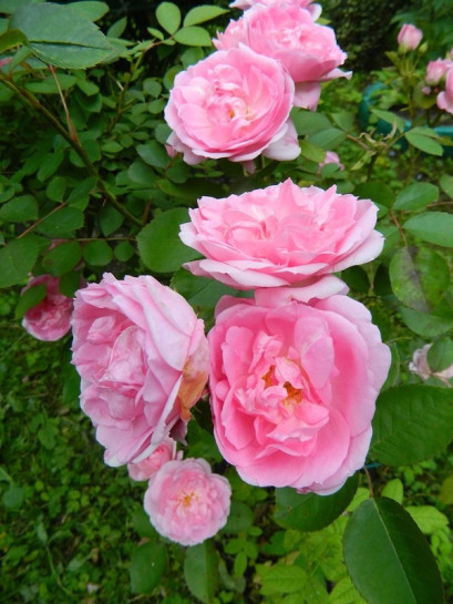 kanadyjskie róże Prairie Joy