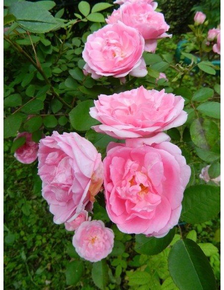 kanadyjskie róże Prairie Joy