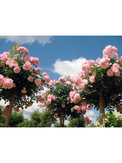 Bonica 82 róża pienna