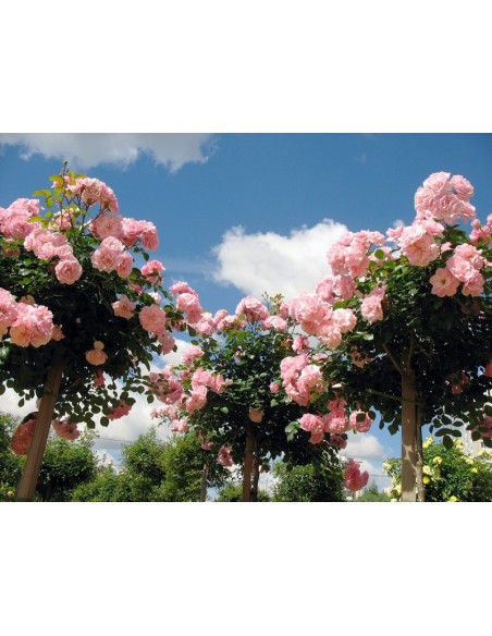 Bonica 82 róża pienna