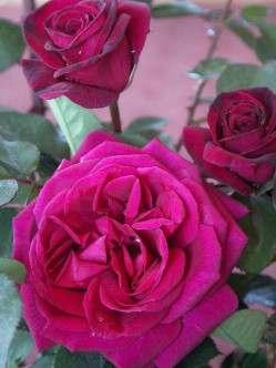 Blackberry Nip pachnące róże wielkokwiatowe