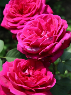 Blackberry Nip pachnące róże wielkokwiatowe 2