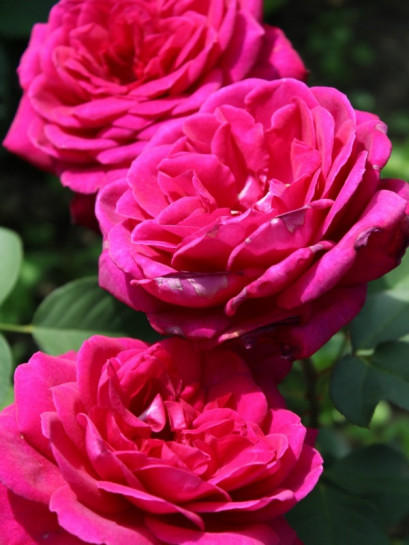 wielkokwiatowe róże Blackberry Nip