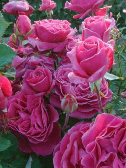 Blackberry Nip róże wielkokwiatowe