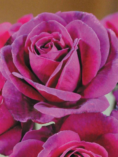 róże wielkokwiatowe Blackberry Nip