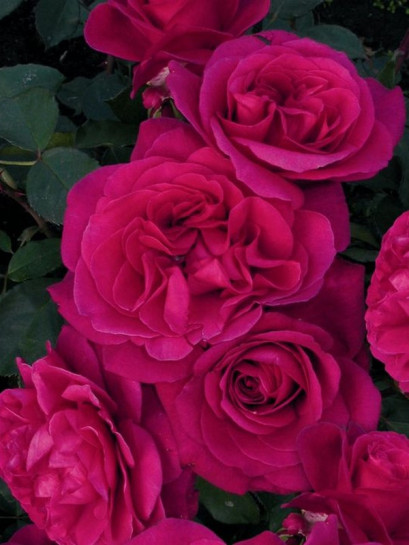 Blackberry Nip wielkokwiatowe róże