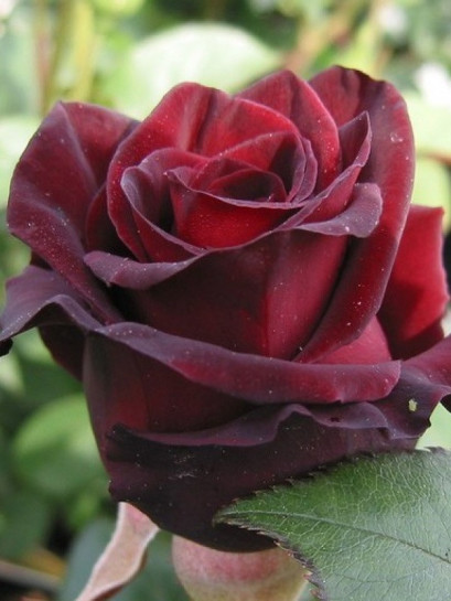 Black Prince czarne róże historyczne
