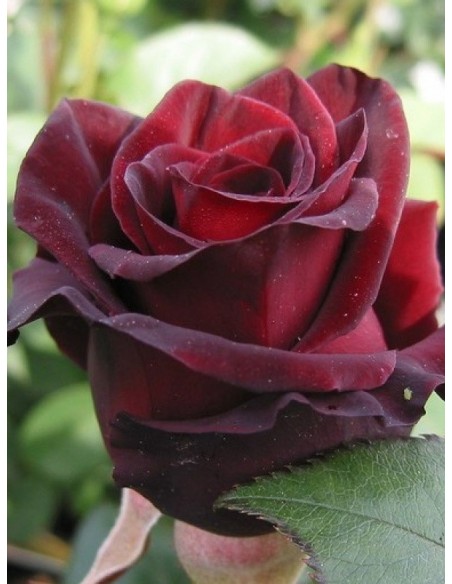 Black Prince czarne róże historyczne