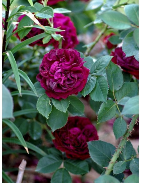 historyczne róże Black Prince