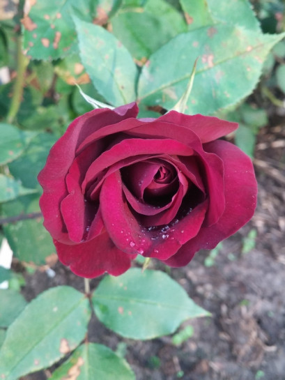 róże historyczne Black Prince