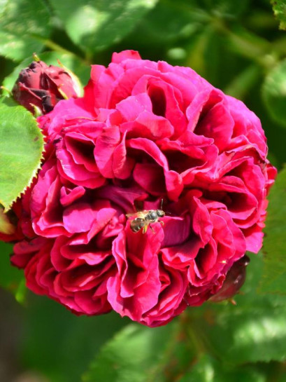 Black Prince róże historyczne