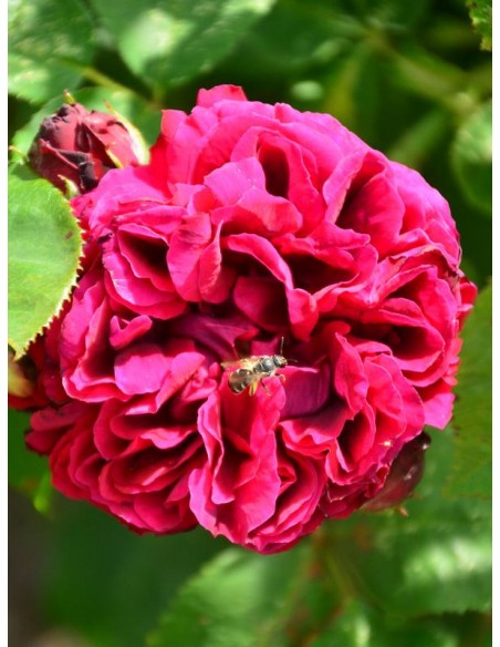 Black Prince róże historyczne