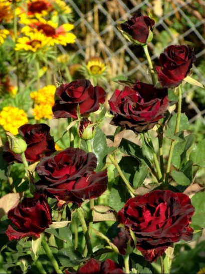 Black Prince czarne róże historyczne