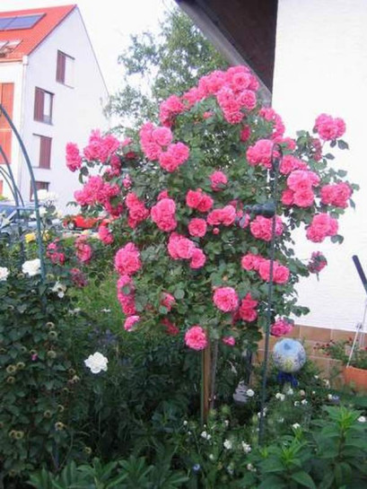 róża rosarita na pniu różowa