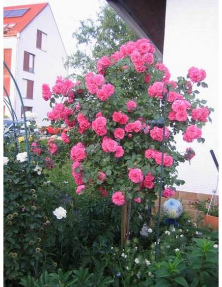 róża rosarita na pniu różowa