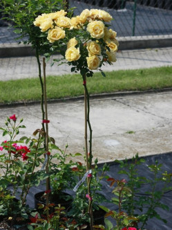 roze lososiowo-żółte pienne