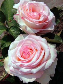 MOONSTONE róża wielkokwiatowa